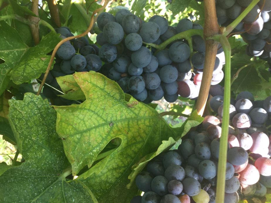 icewine, vini di ghiaccio. Cosa sono e come si producono