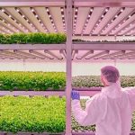 Agricoltura 4.0, orti urbani, vertical farm: nel nome della rigenerazione 13 Agricoltura 4.0