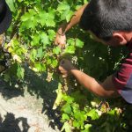 agroecologia come affrontare i problemi legati alla sostenibilità