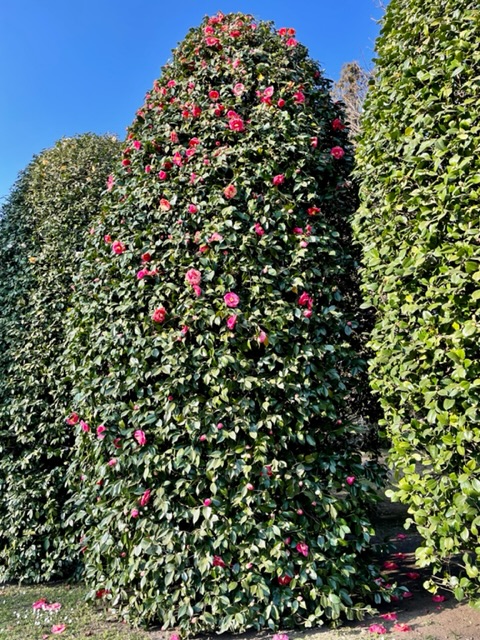 giardino botanico