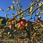 Cos'è il sidro? Tutto quello che avresti voluto sapere 17 Cos'è il sidro e gli abbinamenti con i piatti della cucina italiana