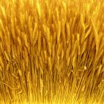 Come sostituire alcuni ingredienti senza perdere il gusto 14 Come sostituire alcuni ingredienti in nome della sostenibilità