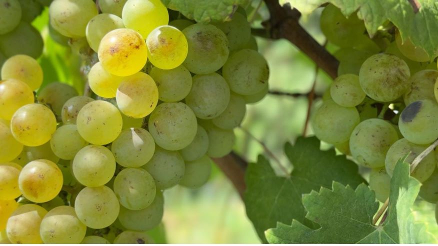 Quale frutta e verdura conservare separatamente. Quali sono i 6 frutti più sani? 5 frutta e verdura conservare