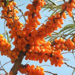 olivello spinoso in cucina