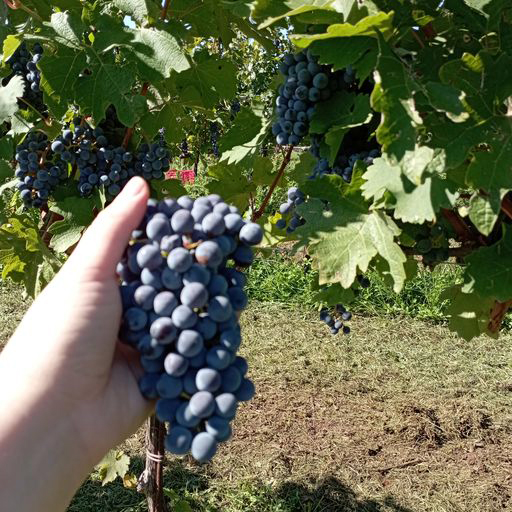 La vendemmia di Fratta 2022 e l'arte di sporcarsi i piedi 7 1uva maculan