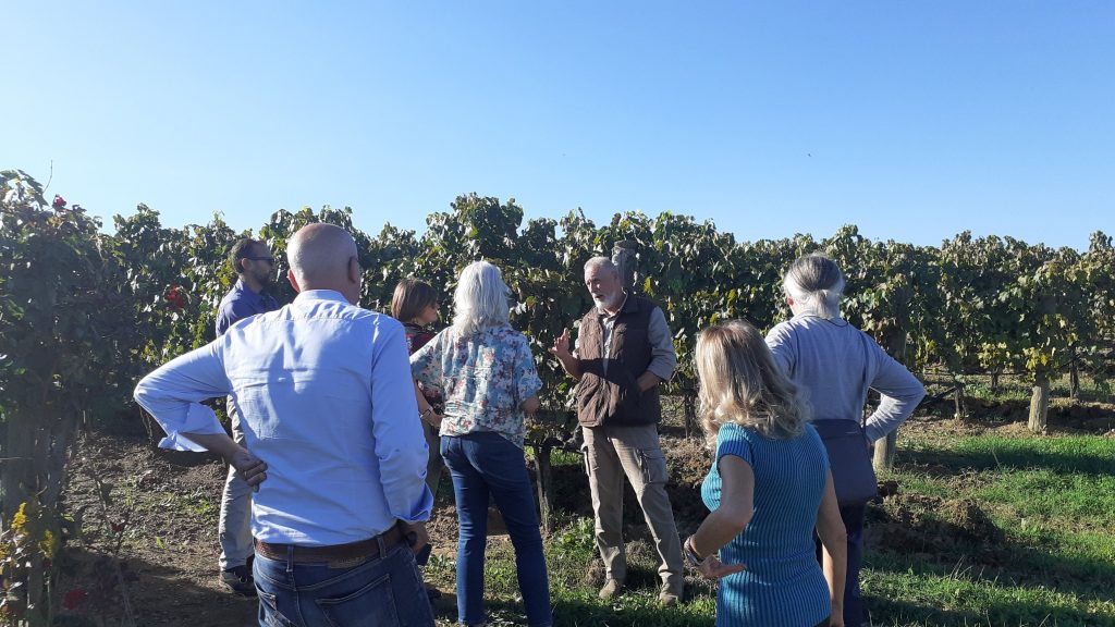 Cantina Vignaioli Morellino di Scansano da 50 anni racconta la Maremma 2 Morellino Scansano