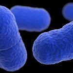 Cos'è la listeria, conoscerla per evitarla 8 Cos'è la listeria e come evitarla