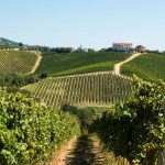 Il Conte Villa Prandone Lu Kont: la riscossa del vino marchigiano 8 lu kont conte villa prandone