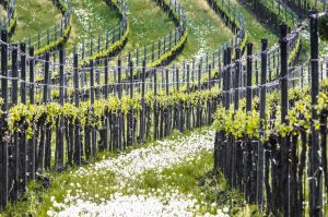Week end d'autunno in Austria tra cibo e cultura 5 week end d'autunno in austria: burgenland
