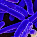 Dal microbiota dipende la felicità umana? Sembra proprio di sì 13 dal microbiota dipende la felicità
