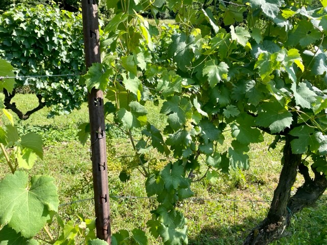 L’Azienda Agricola Vallecamonica, un progetto di Alex Belingheri