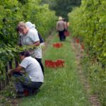 Collio GO Vendemmia©Luigi Vitale 3