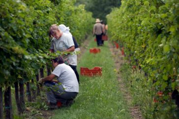 Tre week end in nome di esperienze, cibo e cultura 23 Collio GO Vendemmia©Luigi Vitale 3