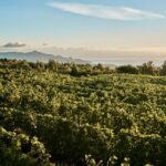 Vini siciliani: donne e nuovi progetti. (La storia di Tenute Ballasanti) 12 vini siciliani