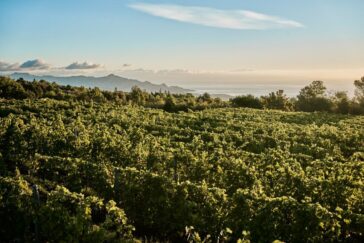 Vini siciliani: donne e nuovi progetti. (La storia di Tenute Ballasanti) 5 vini siciliani