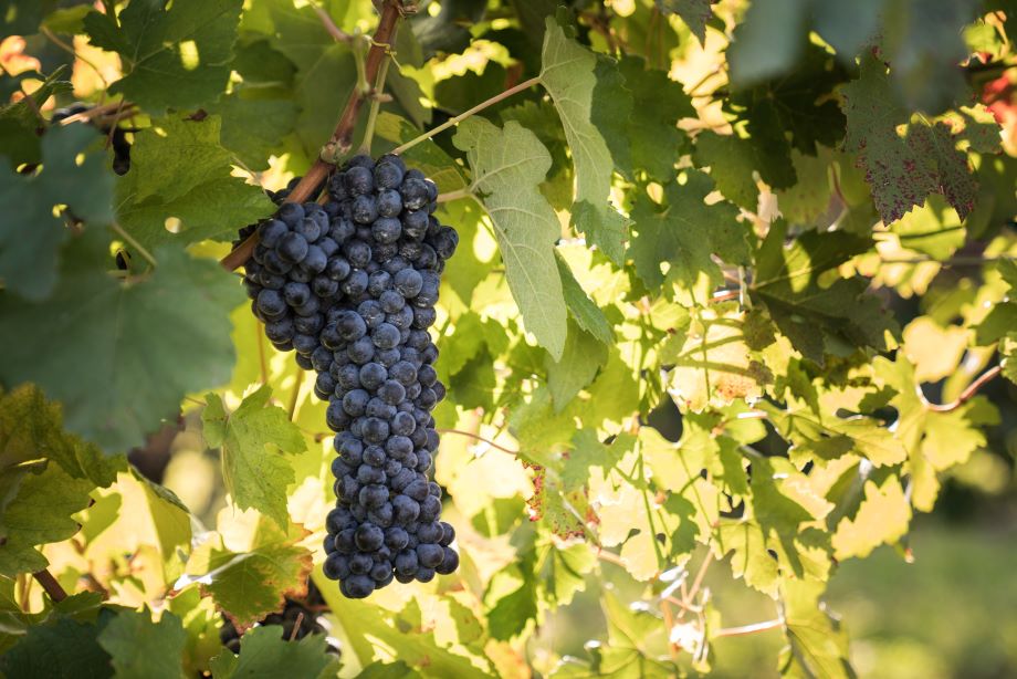 "Nettare degli dei", la serie tv dedicata al vino 4 cecchetto vini