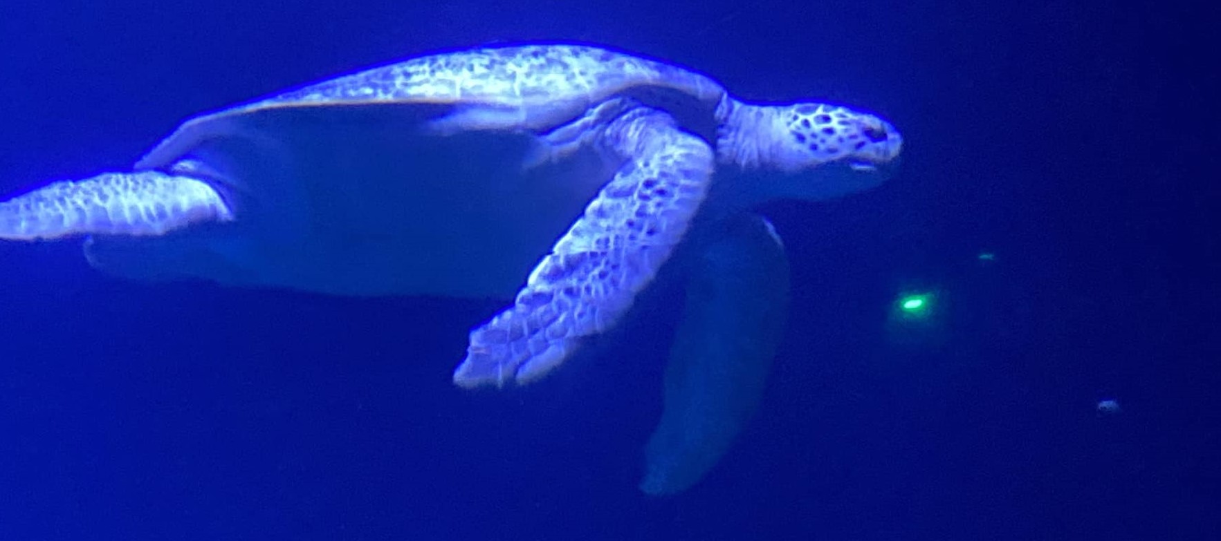 museo oceonografico valencia
