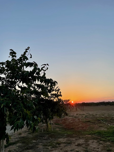 Vacanze di primavera in Puglia: 1 masseria+1 tenuta da sogno 3 masseria corsano nardò