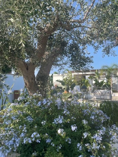 Vacanze di primavera in Puglia: 1 masseria+1 tenuta da sogno 8 tenuta Centoporte a Giurdignano