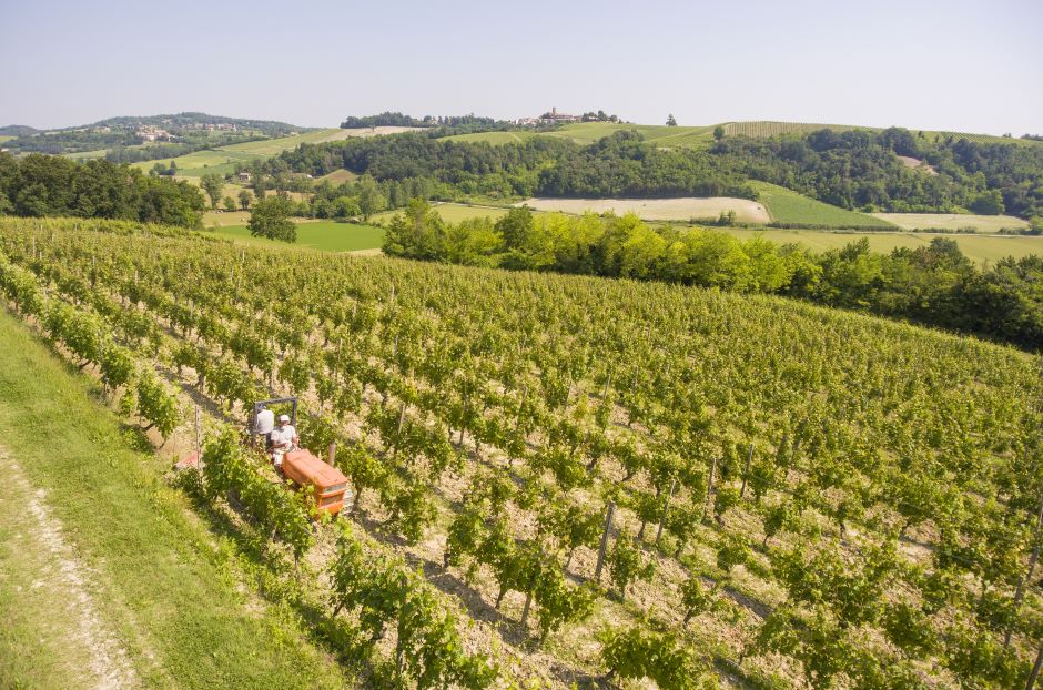 Monferrato e vino