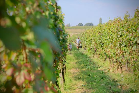 Monferrato e vino: la filosofia della cantina trasparente Hic et Nunc 2 vigneti hic et nunc