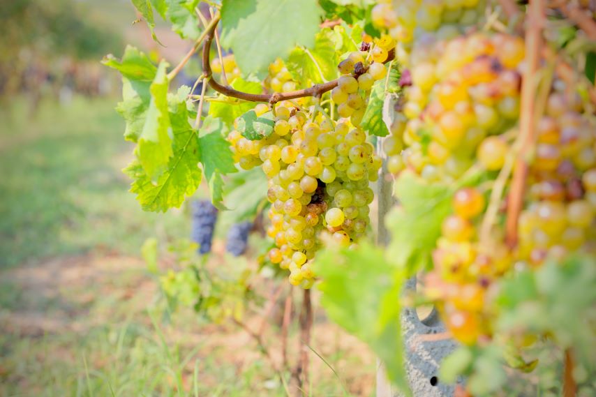Monferrato e vino: la filosofia della cantina trasparente Hic et Nunc 3 Monferrato e vino