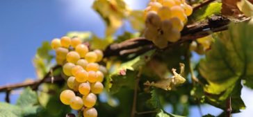 9 vini espressione del Canavese: le migliori bottiglie da regalare o regalarsi 7 vini espressione del Canavese