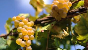 vini espressione del Canavese