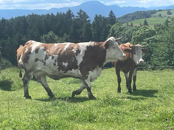 Itinerario nella Stiria slovena: 5 motivi per organizzare una vacanza in nome di cibo e cultura 4 Azienda Agricola Turistica Uranjek