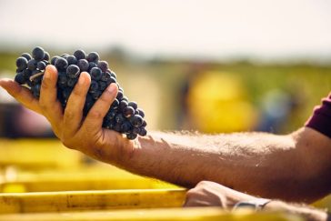 Come l'azienda vitivinicola Amalberga rilancia la Doc Ostuni. Veramente 3 vini inaspettati! 12 azienda vitivinicola Amalberga rilancia la doc Ostuni