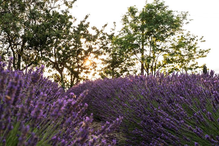 campi di lavanda in monferrato