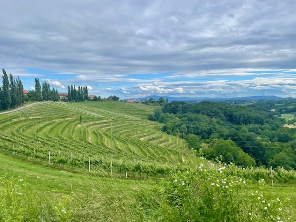 Itinerario nella Stiria slovena: 5 motivi per organizzare una vacanza in nome di cibo e cultura 6 Jeruzalem in Slovenia