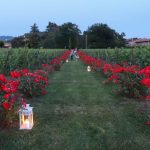 Mosnel di Franciacorta
