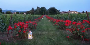 Mosnel di Franciacorta, un viaggio cinematografico nella realtà di Mosnel 5 Mosnel di Franciacorta