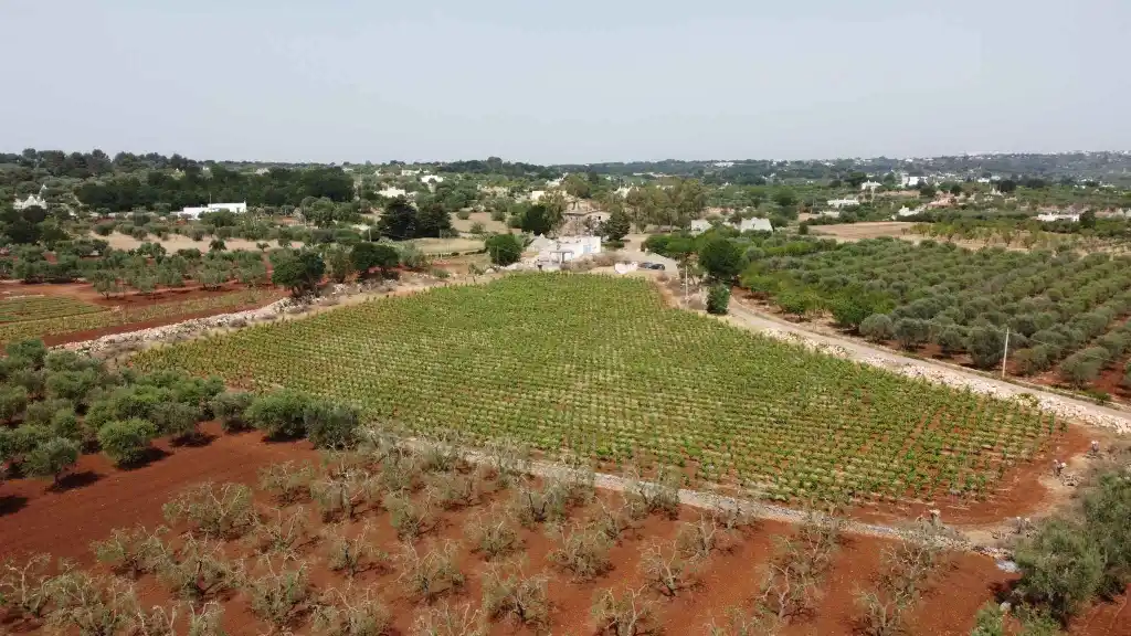 Come l'azienda vitivinicola Amalberga rilancia la Doc Ostuni. Veramente 3 vini inaspettati! 2 vigneti amalberga