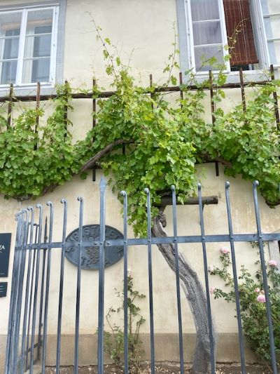 Itinerario nella Stiria slovena: 5 motivi per organizzare una vacanza in nome di cibo e cultura 2 vite antica simbolo dimaribor