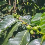 Il caffè sta diventando un lusso? Sembra proprio di sì a causa dei cambiamenti climatici 13 Il caffè sta diventando un lusso