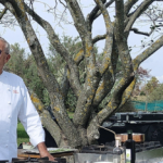 igles corelli in Gallura