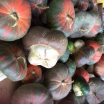 Come conservare la zucca: è corretto in frigorifero? E in più 2 ricette davvero speciali 10 come conservare la zucca