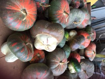 Come conservare la zucca: è corretto in frigorifero? E in più 2 ricette davvero speciali 4 come conservare la zucca