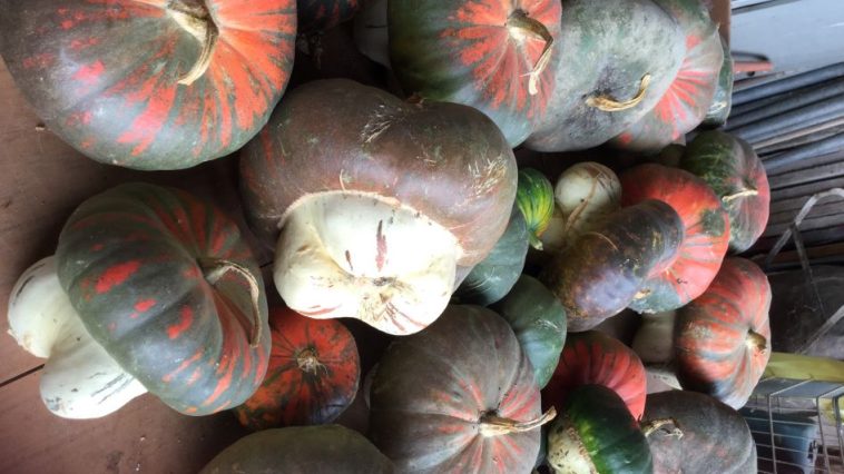 come conservare la zucca