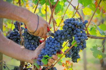 5 città in Piemonte poco note da visitare per il ponte di novembre in nome di cibo e cultura 9 città in Piemonte poco note da visitare