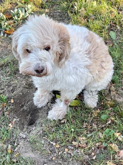 il cane da tartufo birba