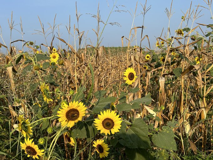 campo di grano