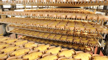 La colomba Maina
