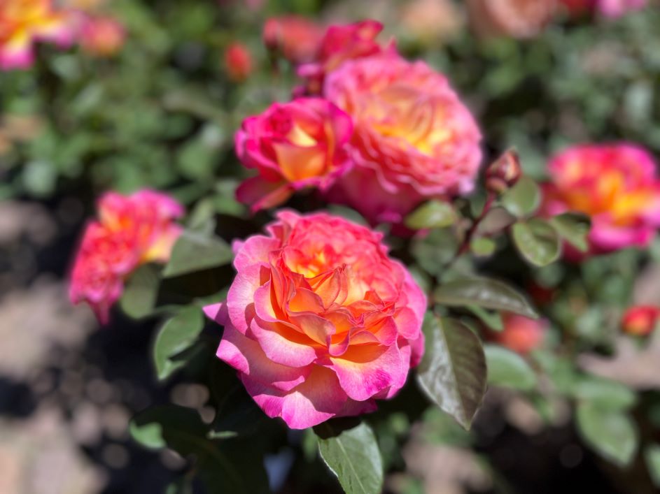 Che cosa fare a maggio 2025: tante esperienze per scoprire la bellezza del piacere 1 Festa della Fioritura delle Rose nell'Alta Langa