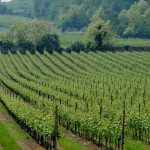 Ròdon Chiaretto di Bardolino DOP: il gusto del rosa, tra agrumi e mineralità del Garda 13 Rodòn Chiaretto di Bardolino DOP
