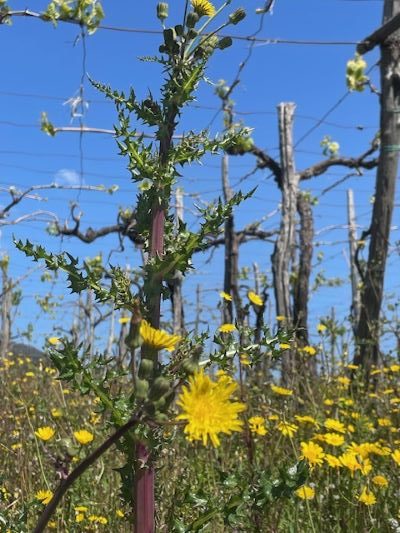 Cosa vedere a Ercolano: storia, arte, tradizioni e gastronomia 11 Azienda vitivinicola Sorrentino: l'eccellenza del vino vulcanico