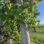 Viaggio enogastronomico nell'Alto Casertano: vino, mozzarella di bufala e tante "chicche" da scoprire 3 Cantina Magliulo vite maritata