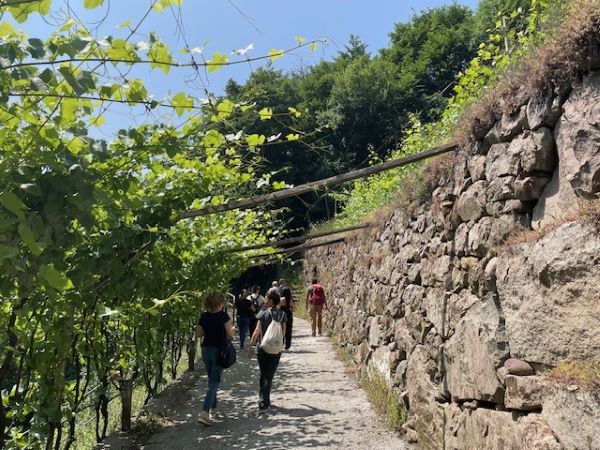 vigneti val di cembra